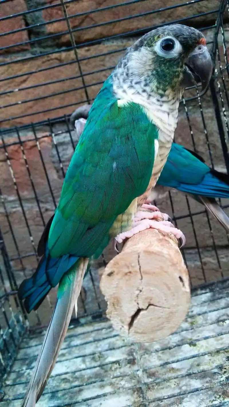 Blue Turquoise Conure Male — photo 2
