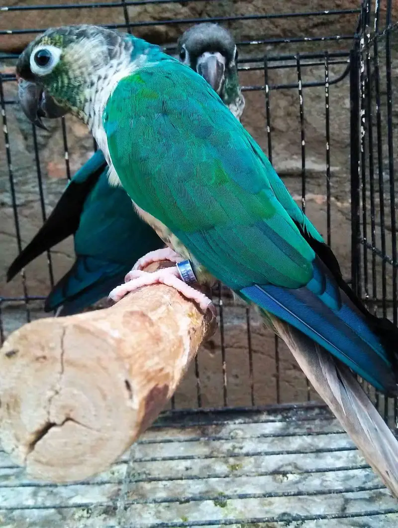 Blue Turquoise Conure Male — photo 3
