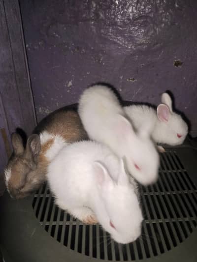 Beautiful Bunies