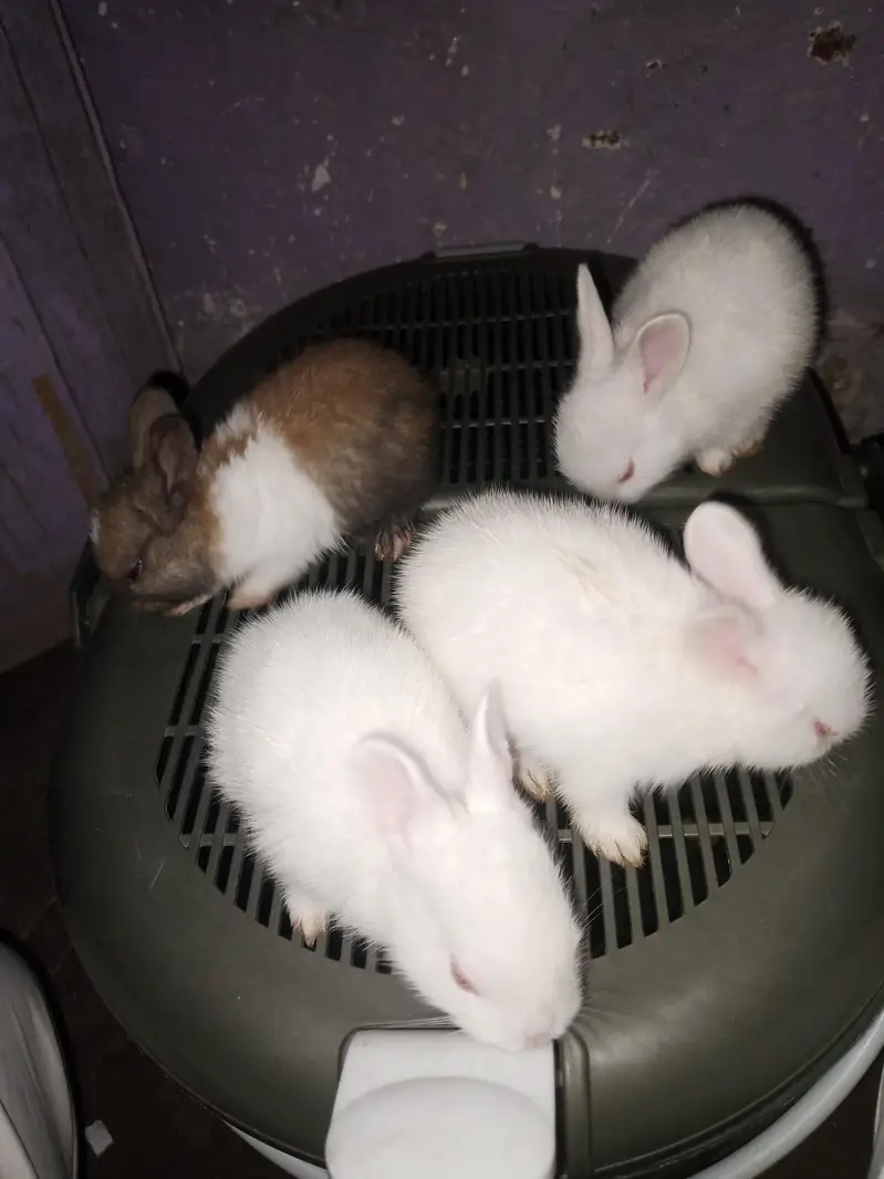 Beautiful Bunies — photo 2