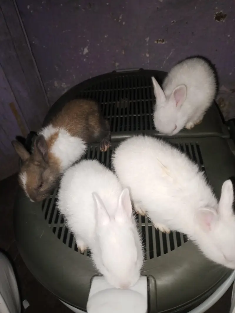 Beautiful Bunies — photo 3