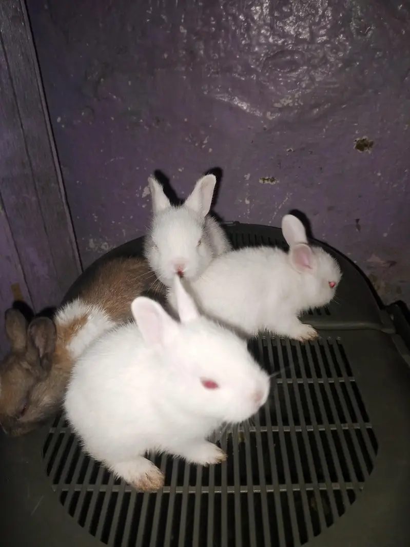 Beautiful Bunies — photo 4