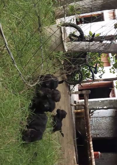 3 male 2 female