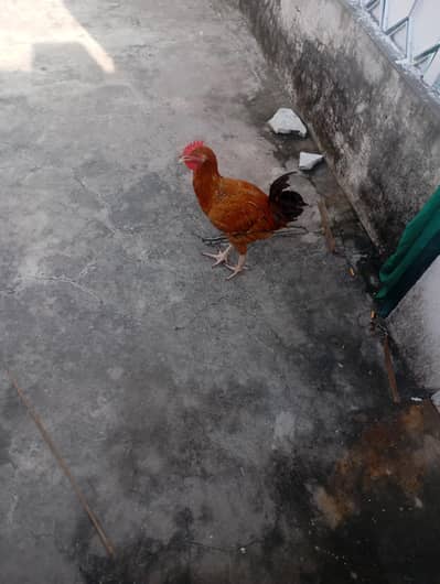 Cock (young pathay)