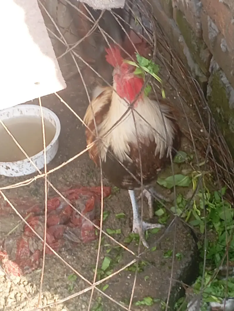 Cock (young pathay) — photo 2