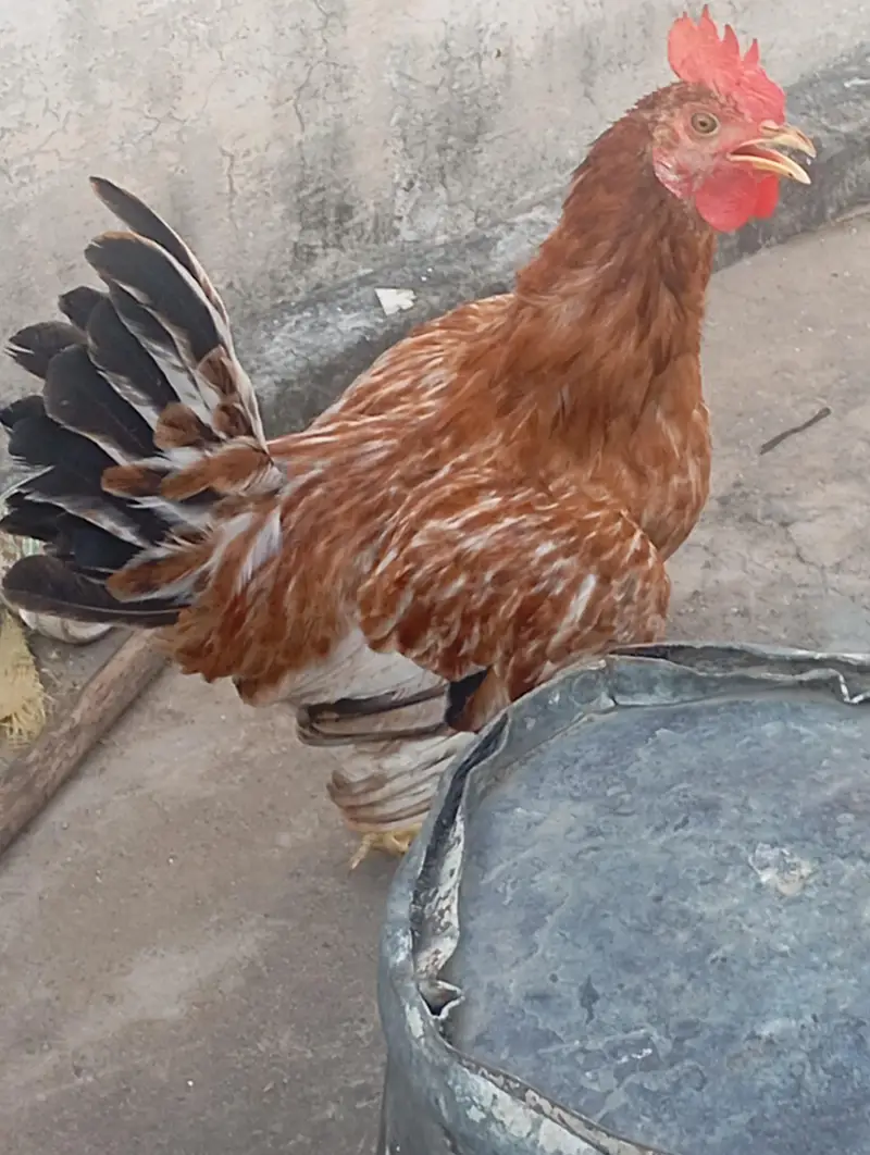 Cock (young pathay) — photo 3