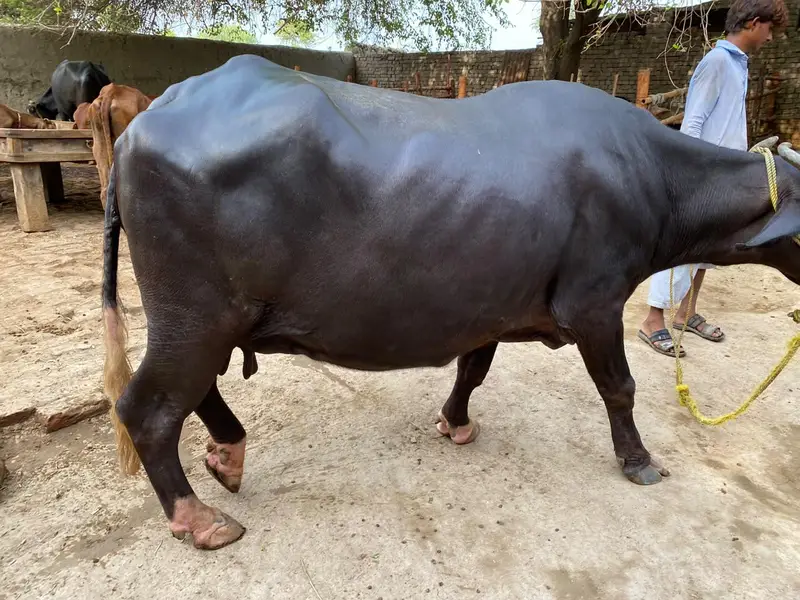 Vip Gar MN rkhny wli Maj for sale — photo 4