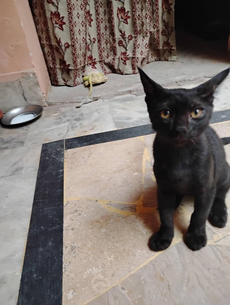 adopt 0