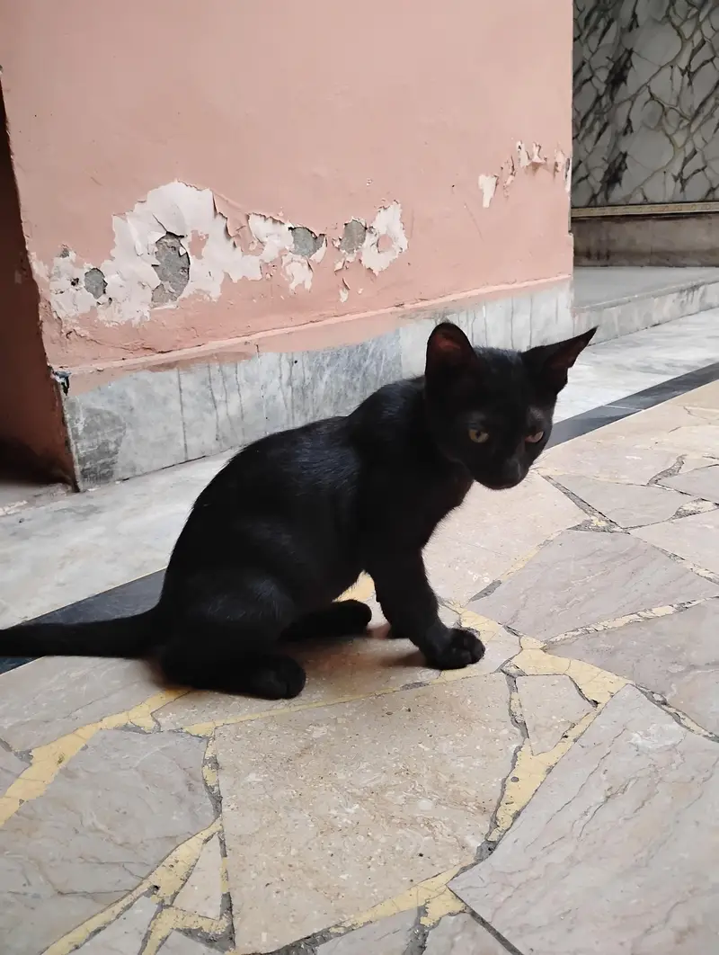 adopt — photo 2