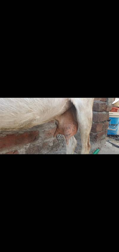 dasi baqri for tradi