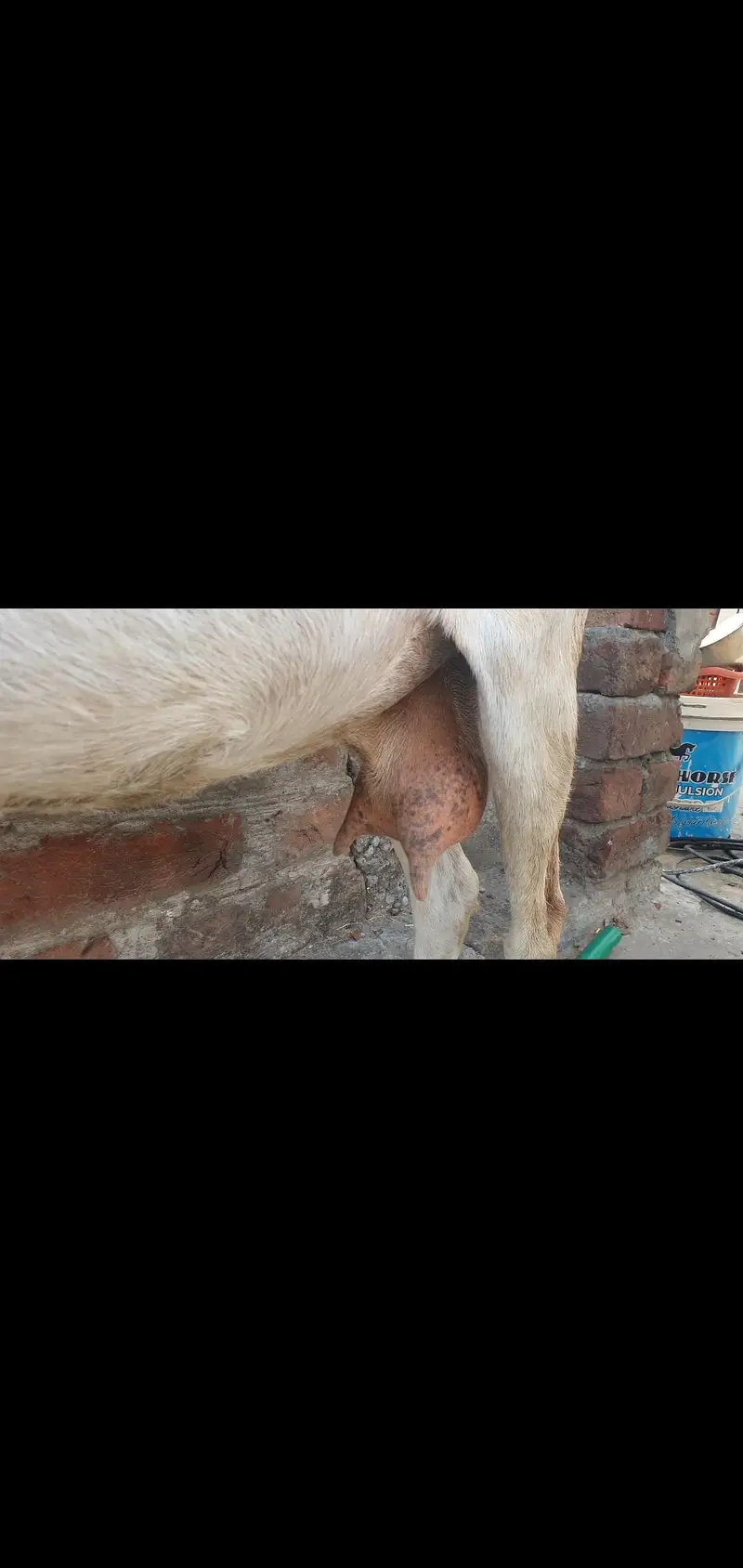 dasi baqri for tradi