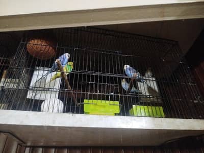 cage & parates