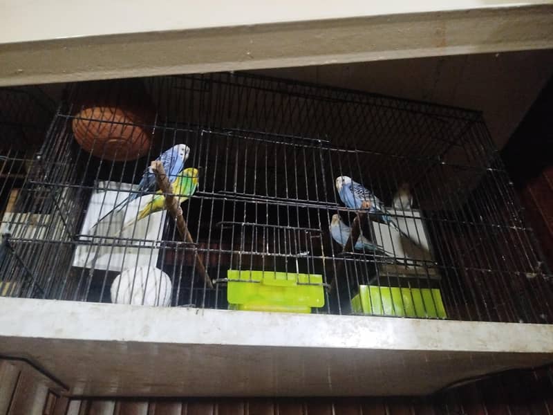 cage & parates 0
