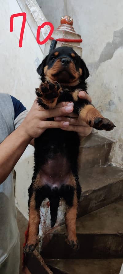 Rottweiler puppies