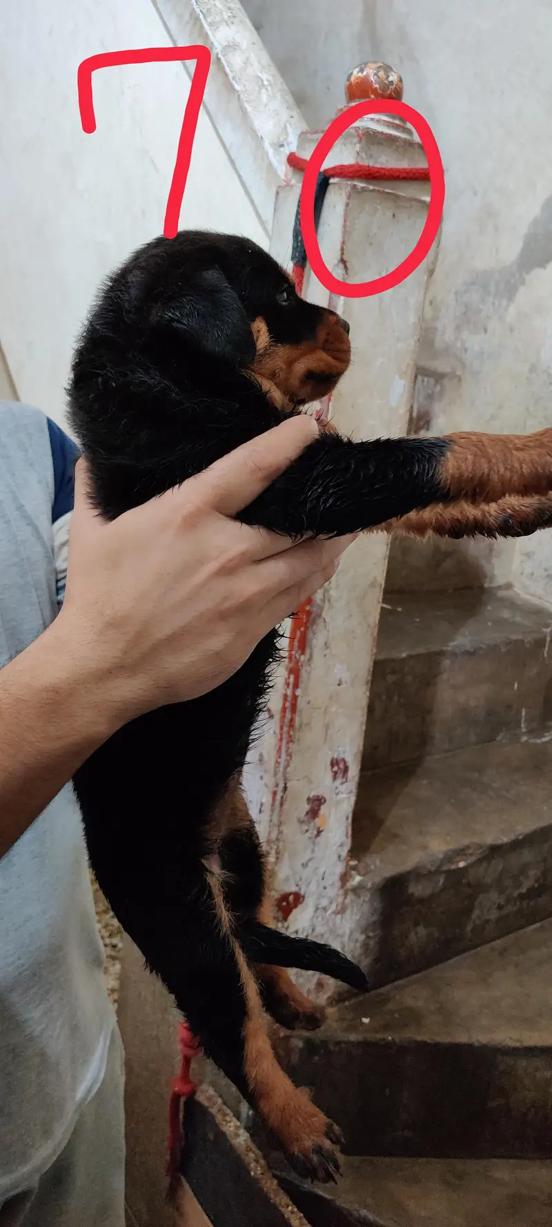 Rottweiler puppies — photo 2