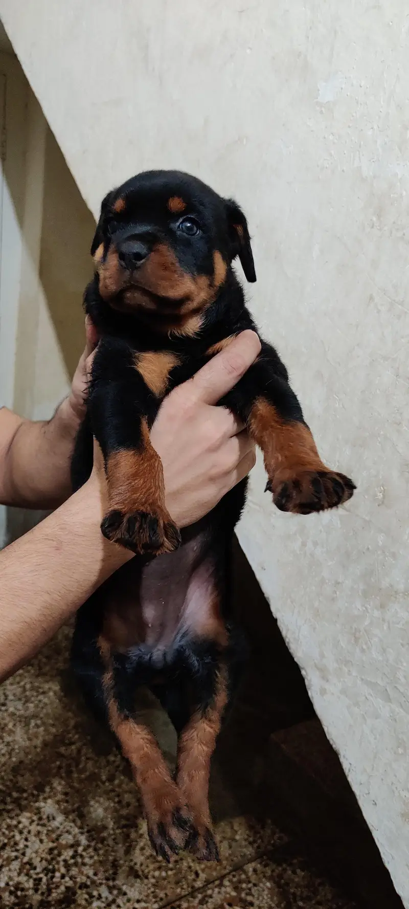 Rottweiler puppies — photo 3