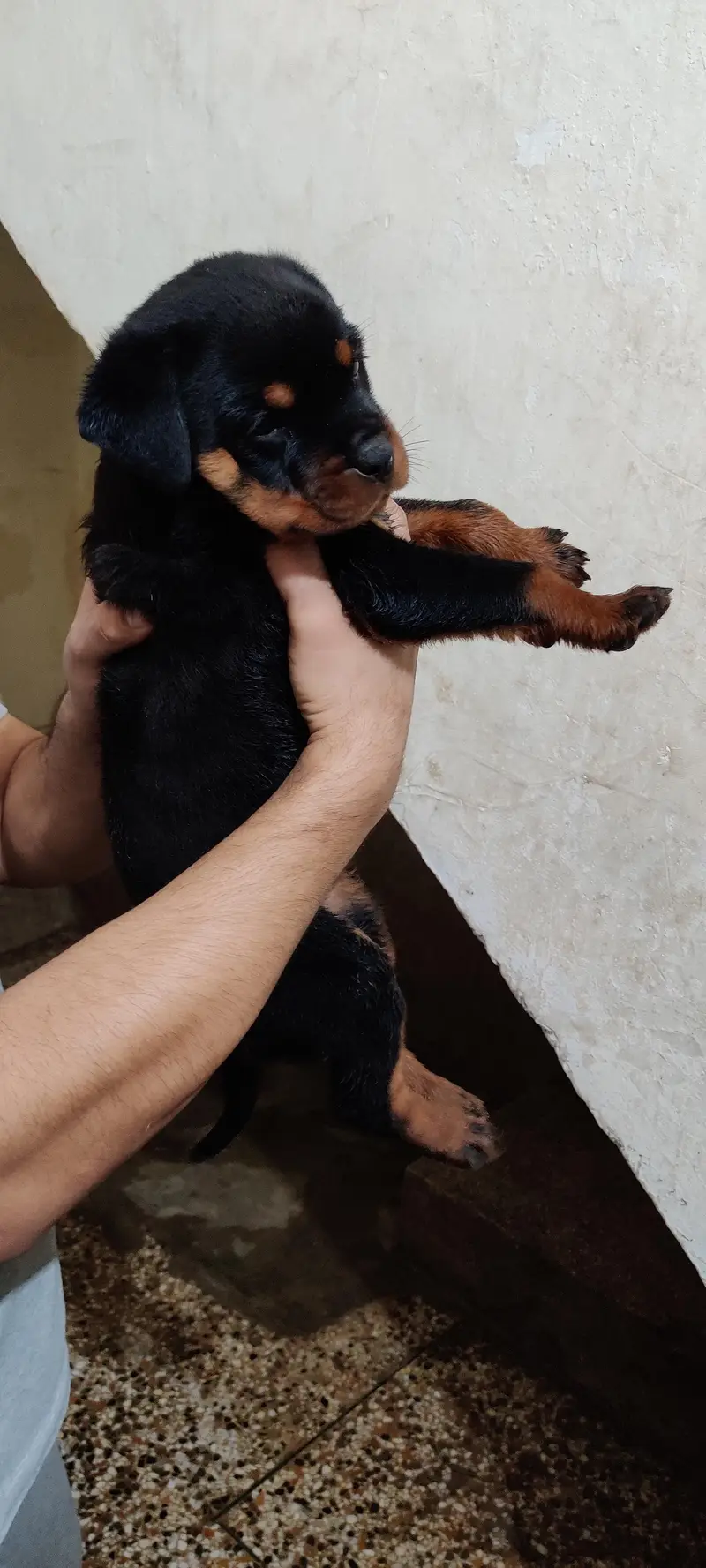 Rottweiler puppies — photo 4