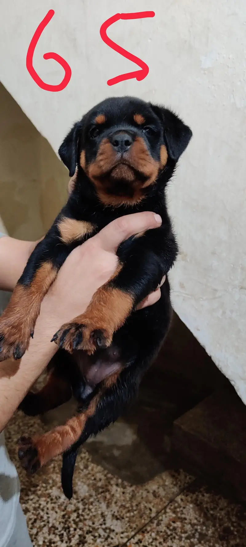 Rottweiler puppies — photo 5