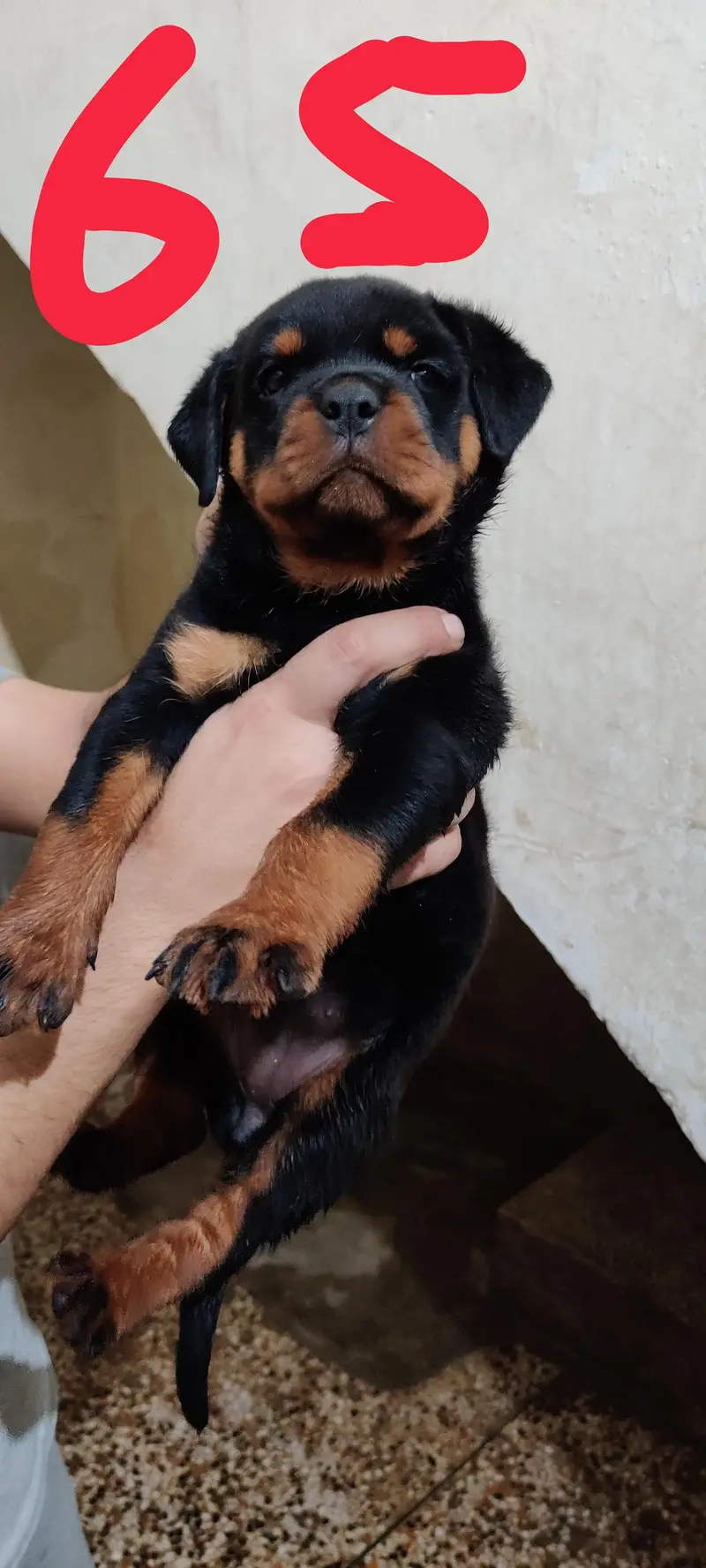 Rottweiler puppies — photo 6