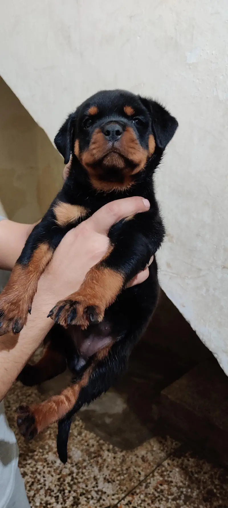 Rottweiler puppies — photo 7