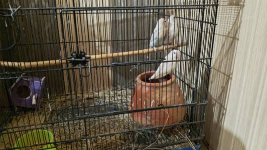 love bird breeder pair