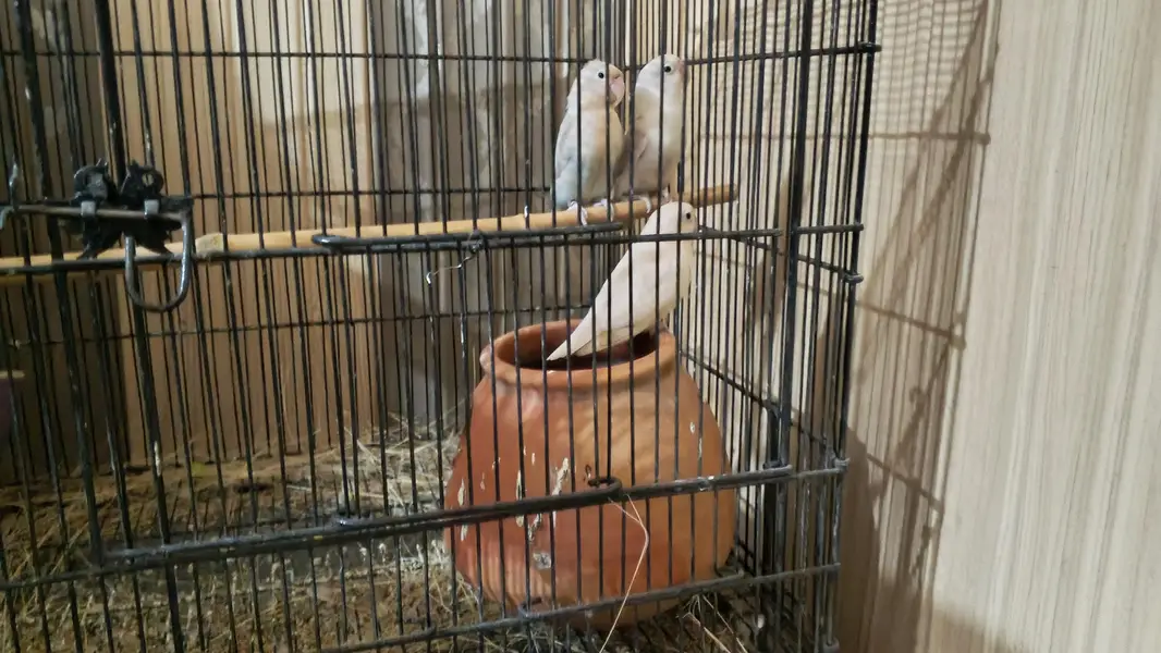 love bird breeder pair — photo 2