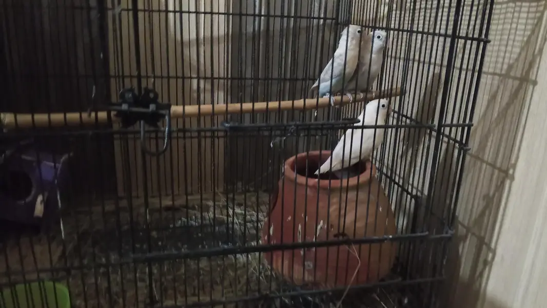 love bird breeder pair — photo 3