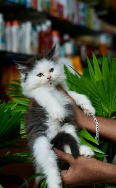 Beautiful Pure Persian semi punch face unique colours kittens for sale