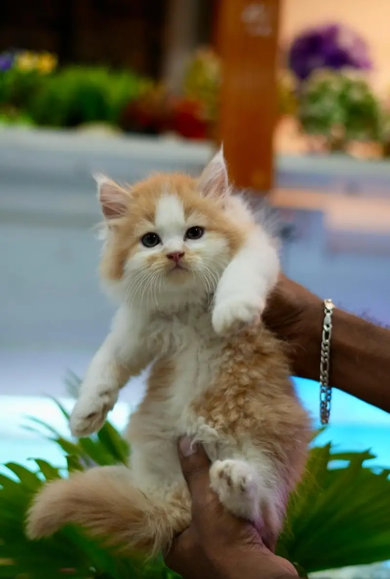 Beautiful Pure Persian semi punch face unique colours kittens for sale — photo 2