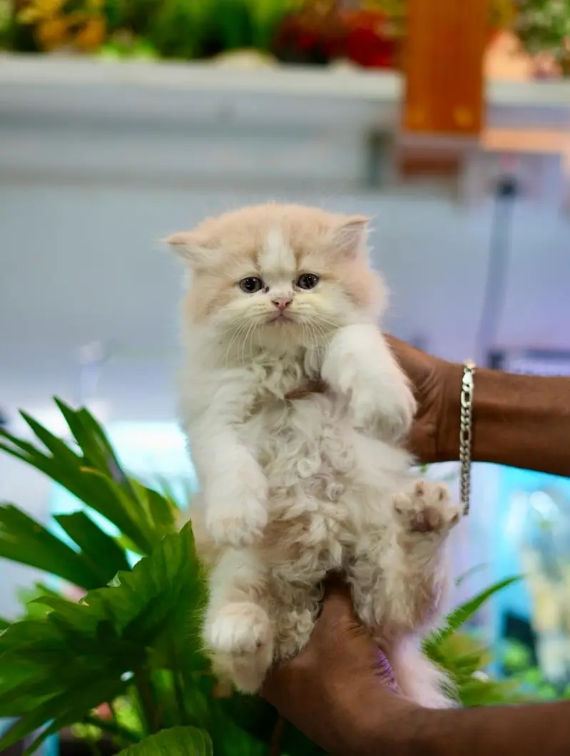 Beautiful Pure Persian semi punch face unique colours kittens for sale — photo 3