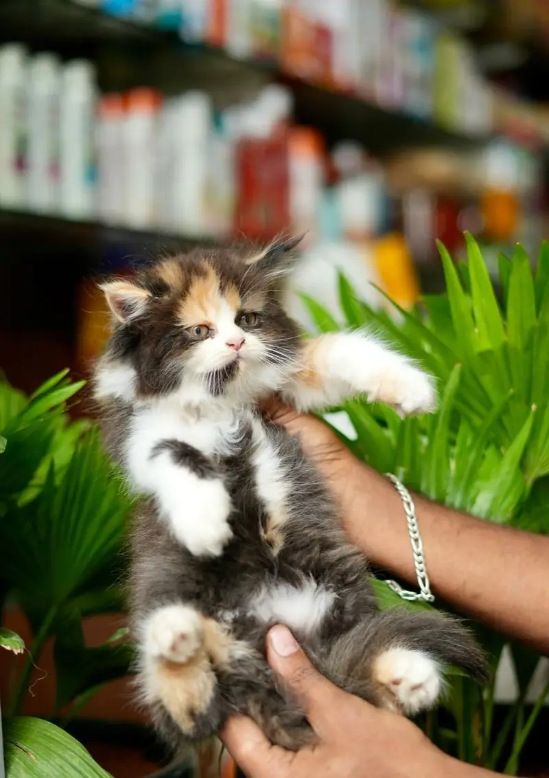 Beautiful Pure Persian semi punch face unique colours kittens for sale — photo 4