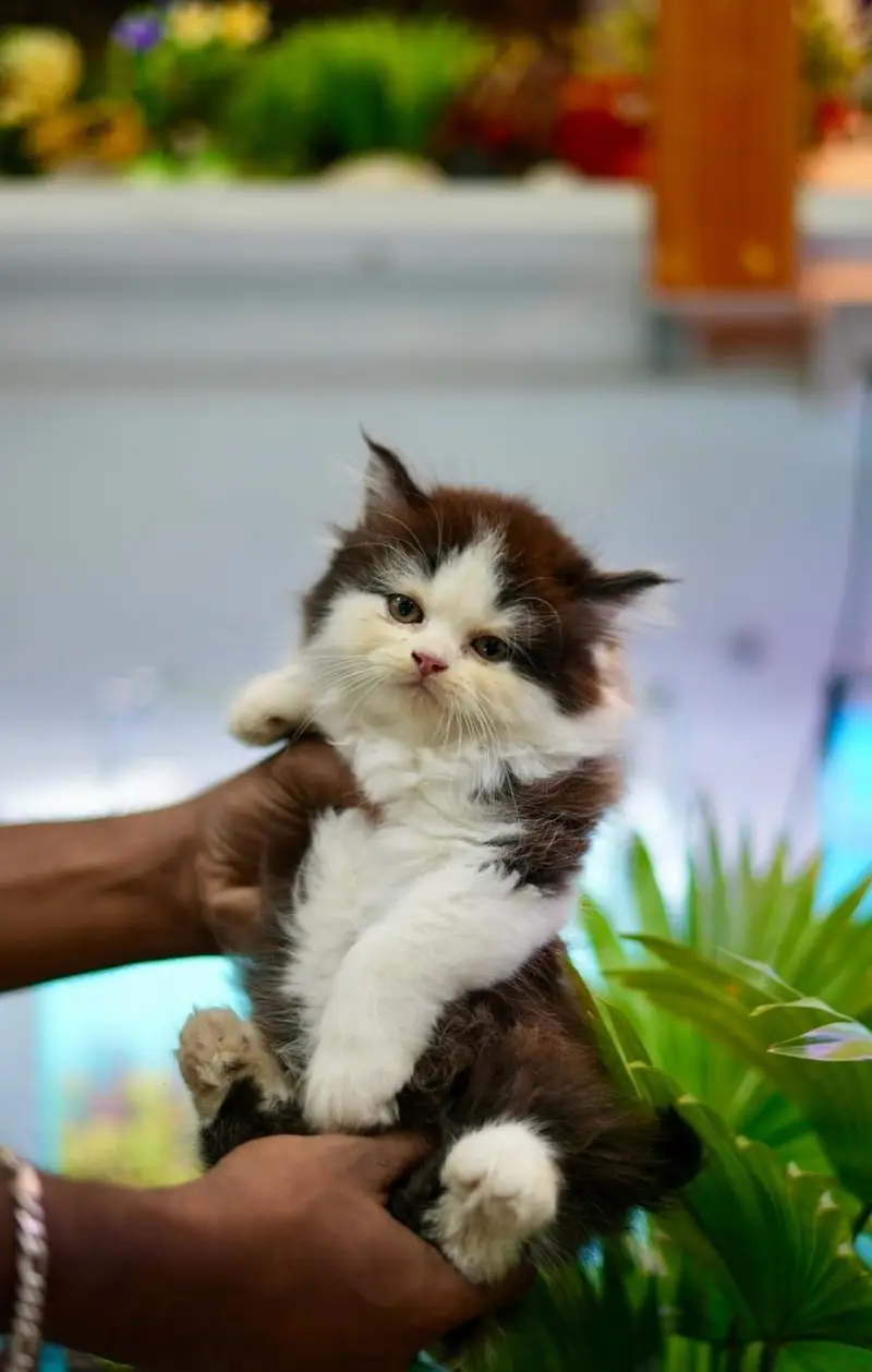 Beautiful Pure Persian semi punch face unique colours kittens for sale — photo 5
