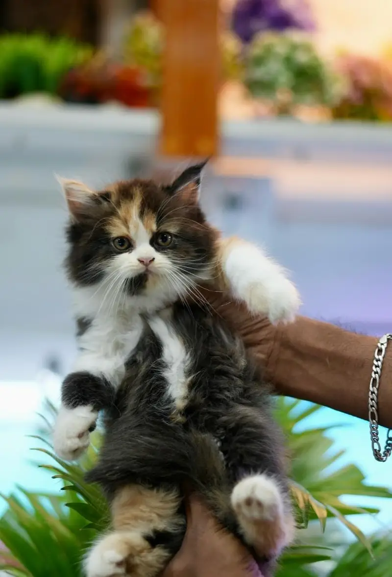 Beautiful Pure Persian semi punch face unique colours kittens for sale — photo 6
