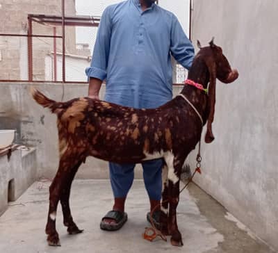Pure Kamori Goat  Pakki Gabban (Ultrasound Video Available)