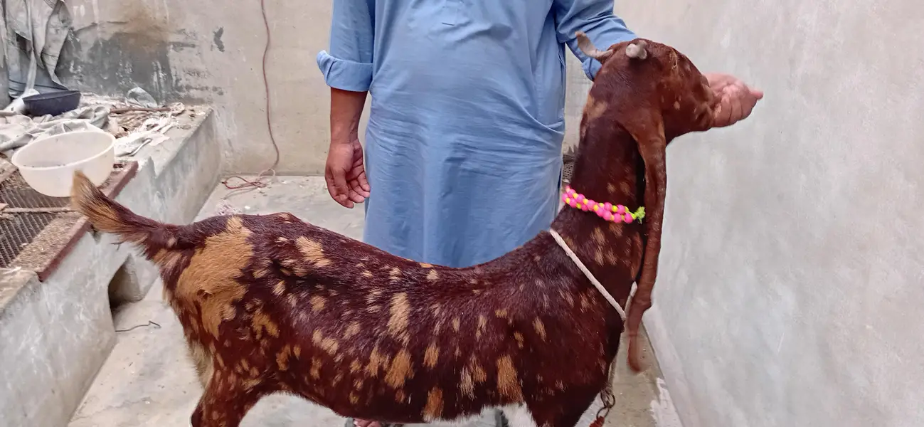 Pure Kamori Goat  Pakki Gabban (Ultrasound Video Available) — photo 2