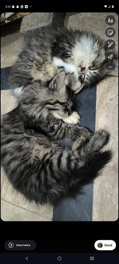 2 cute little perssion cat sale