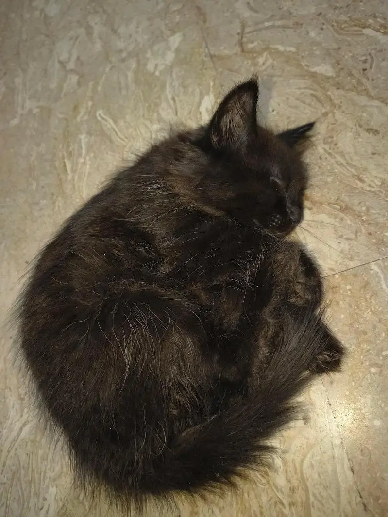 2 cute little perssion cat sale — photo 2