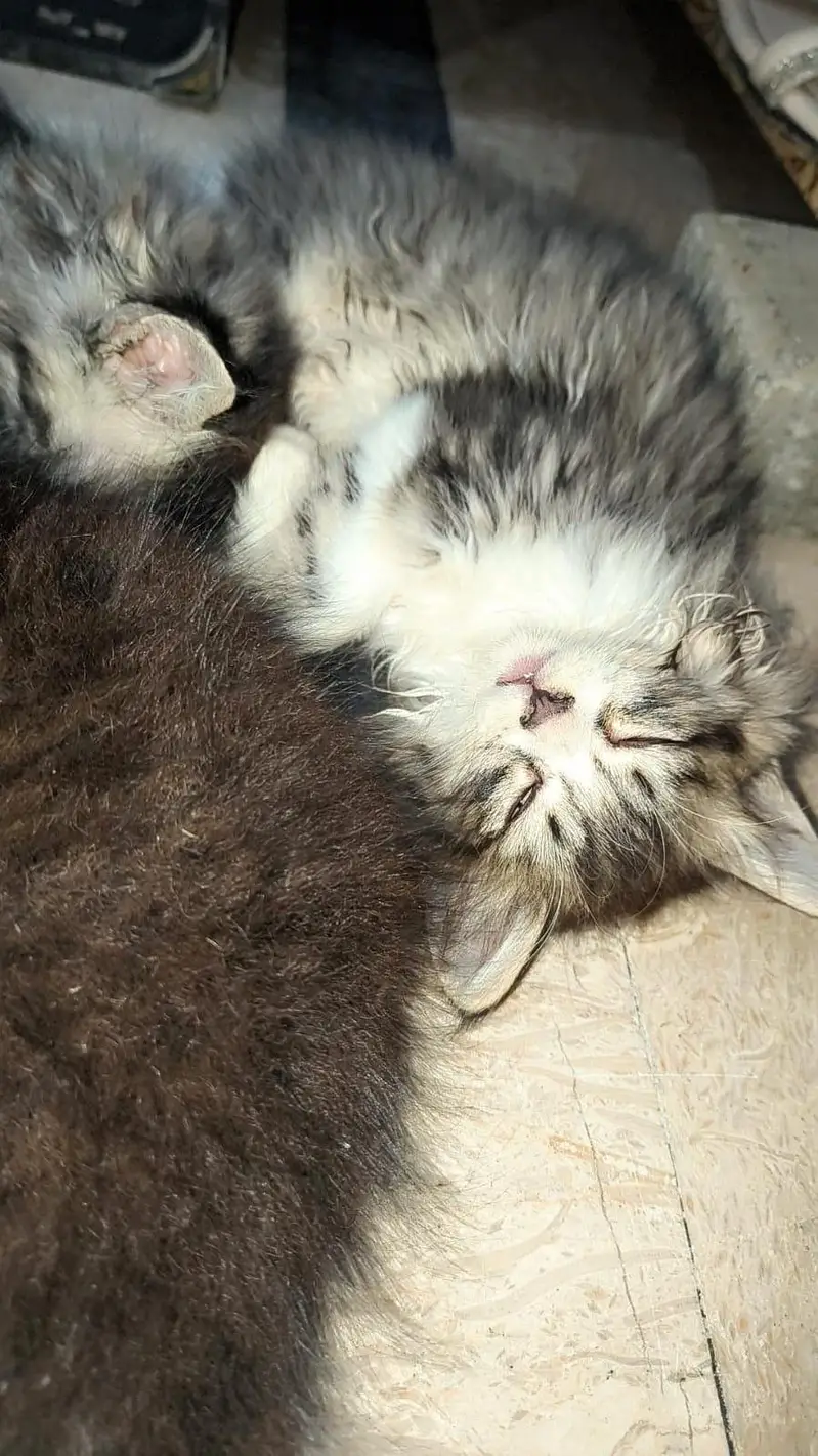 2 cute little perssion cat sale — photo 3