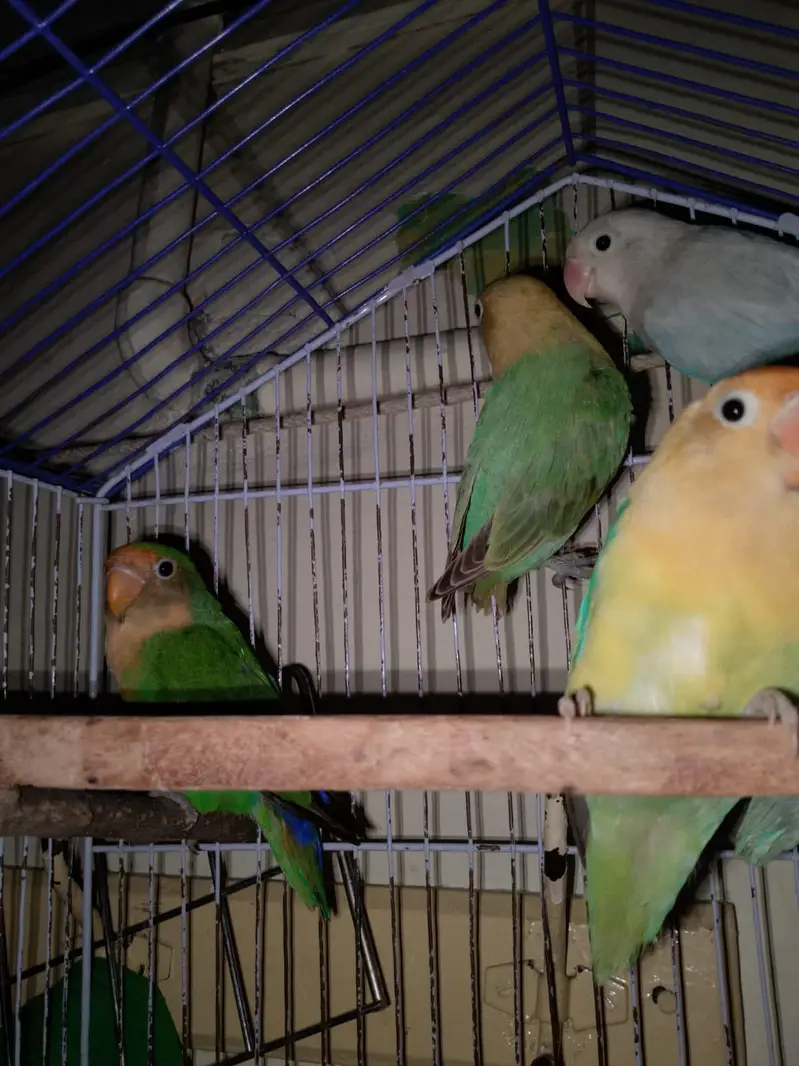 love bird — photo 2