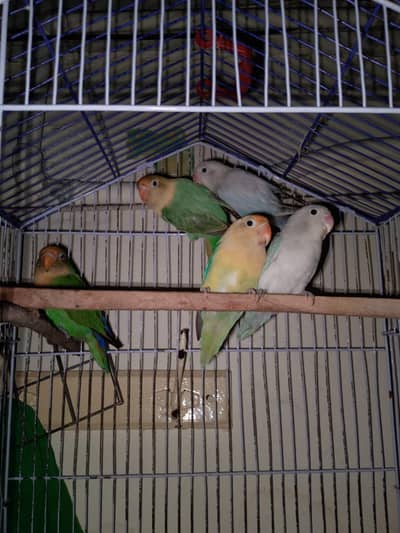 love bird