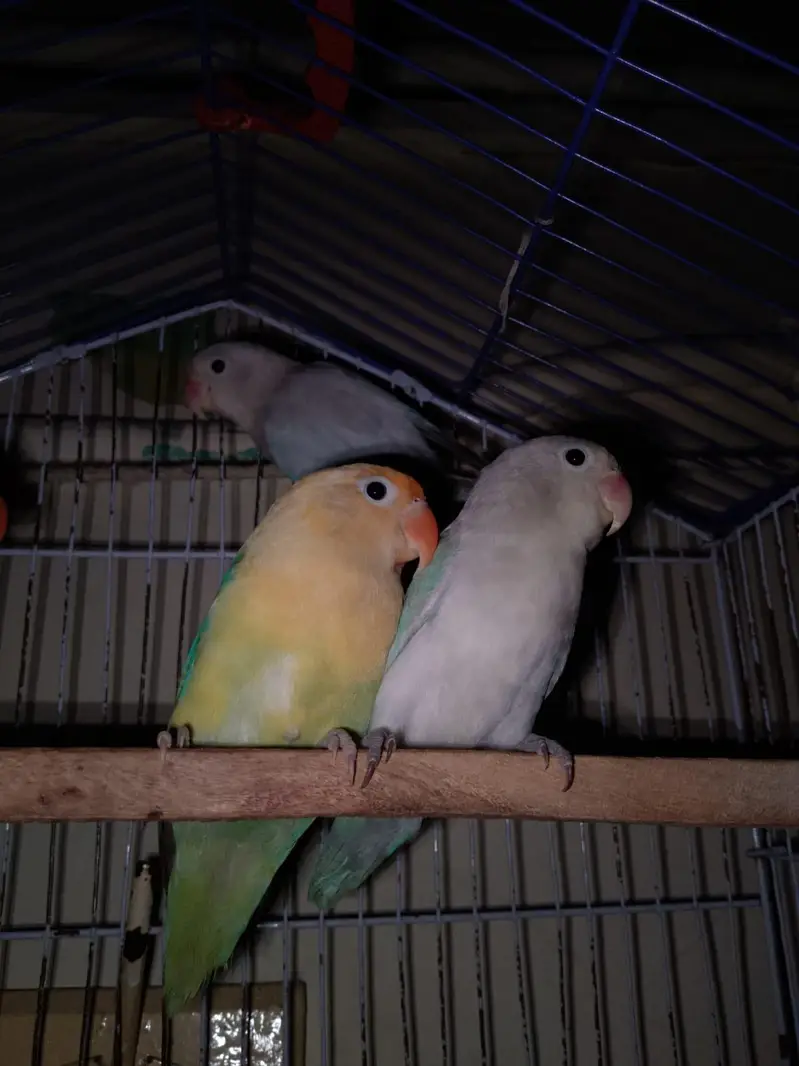 love bird — photo 3