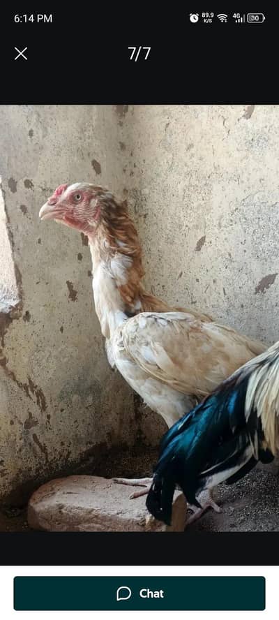 Sindhi aseel Sontol
