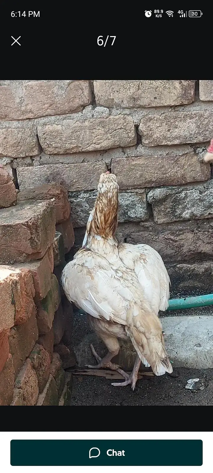 Sindhi aseel Sontol — photo 2