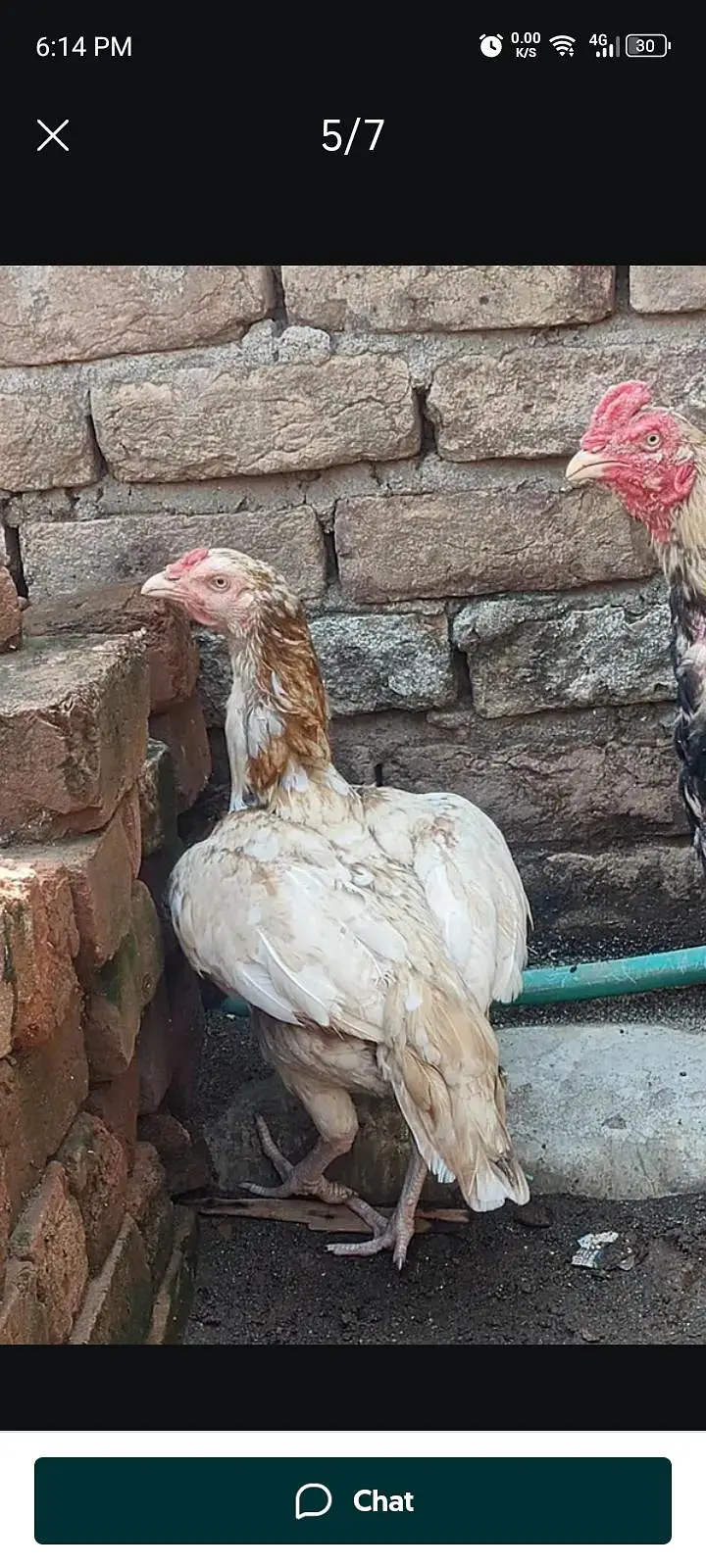 Sindhi aseel Sontol — photo 3