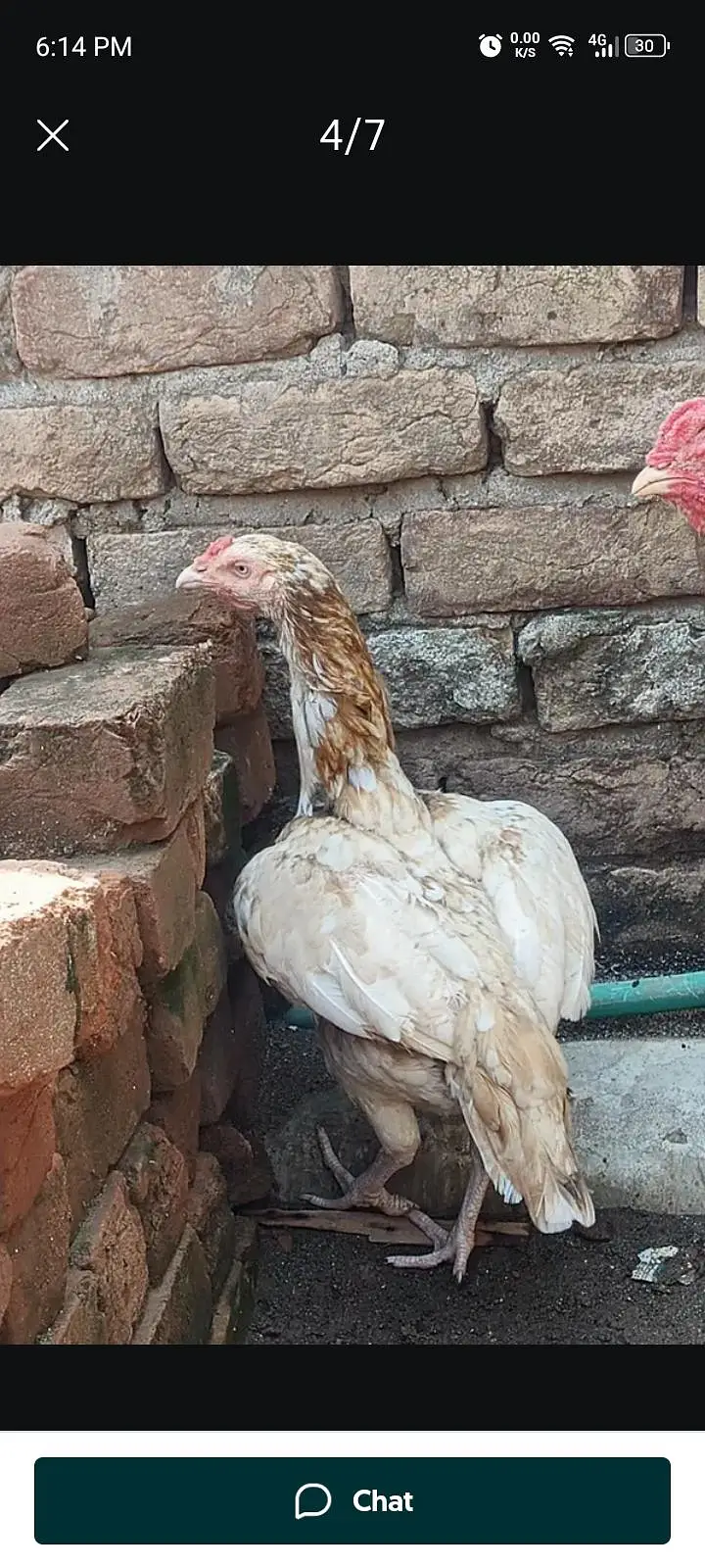 Sindhi aseel Sontol — photo 4
