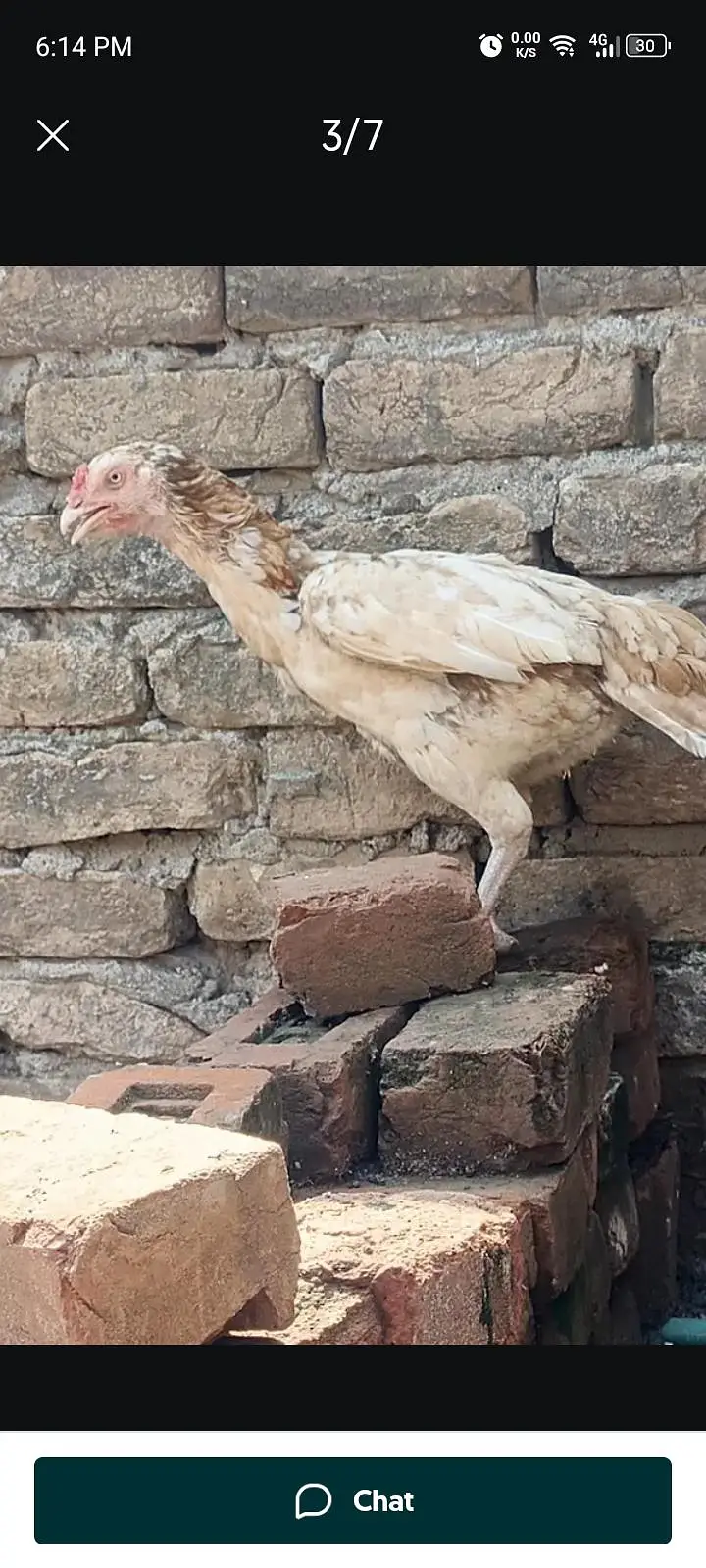 Sindhi aseel Sontol — photo 5