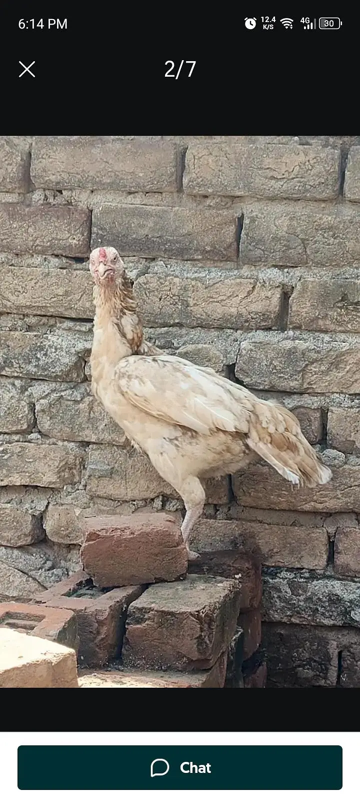 Sindhi aseel Sontol — photo 6