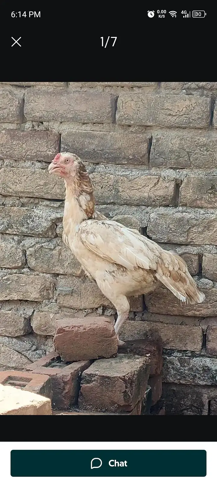 Sindhi aseel Sontol — photo 7