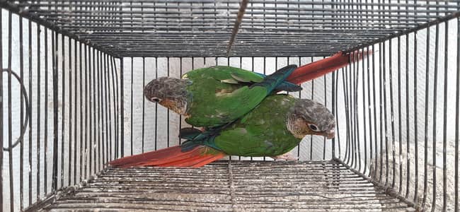 pineapple yellow sided conure white Ringneck
