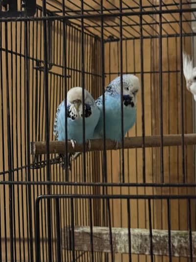 Exhibition budgies & Hogoromo required